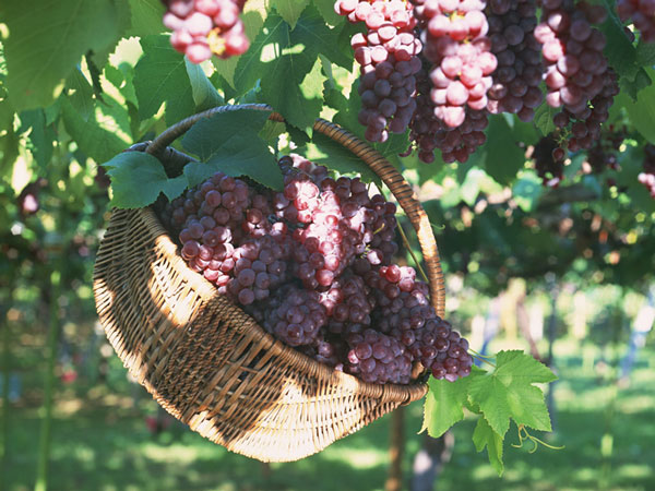 Factors causing early ripening grapes