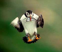 Falling bird Fratercula arctica