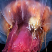Fanciful beauty of invertebrates