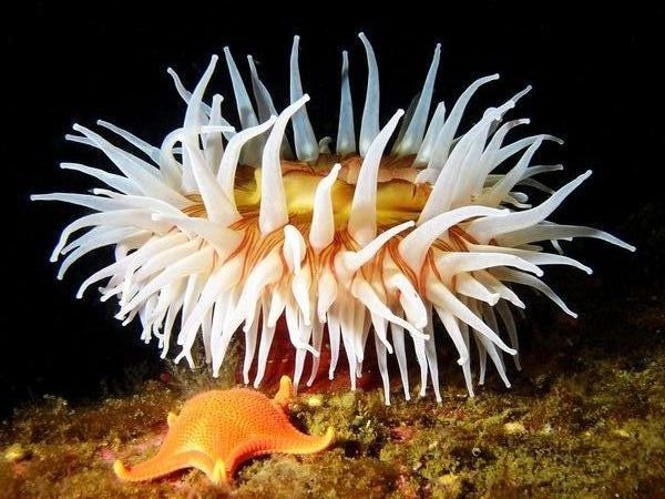 Fancy with colorful creatures on the ocean floor