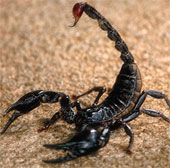 FAO calls for investment in growing insects for food