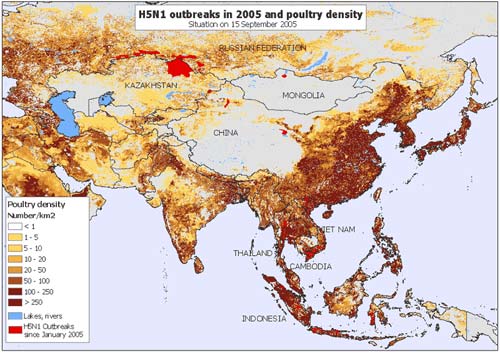 FAO: H5N1 can cause domino effect