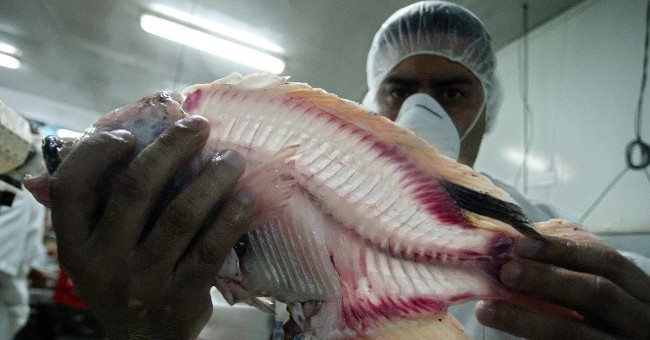 FAO warned about the virus Tilapia Lake