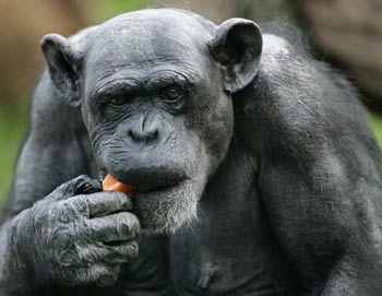 Farewell to the 'oldest' chimpanzee in the world