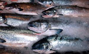 Farmed salmon stocked up dramatically to change this industry