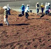 Farmers produce microbial fertilizers from coffee bean shells