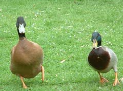 Farming ducks on land