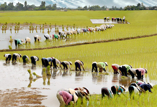 Farming makes people ... dwarfed