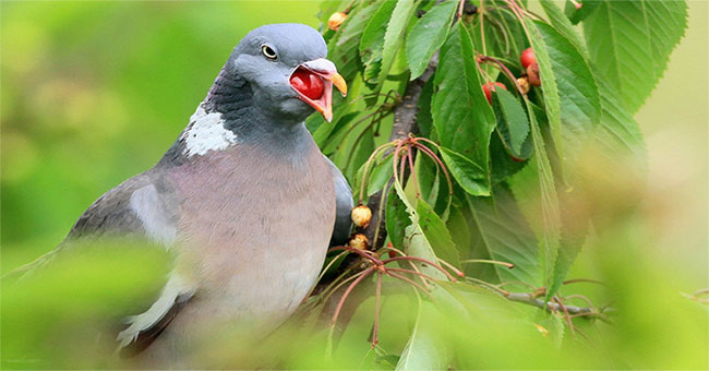 Fascinating the ripe cherry, the pigeon almost choked the neck