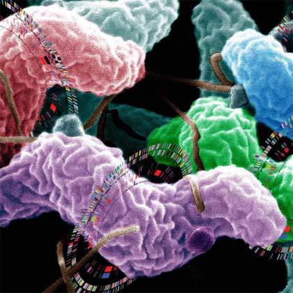 Fast tests help identify food bacteria