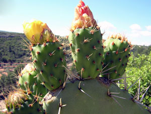 Fat in Vietnamese Nopal cactus seeds is higher than that of Germany