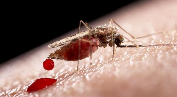 FDA: Genetically modified mosquitoes that do not affect the environment will apply to fight Zika