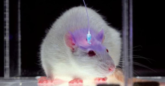 Fear can be cured with light