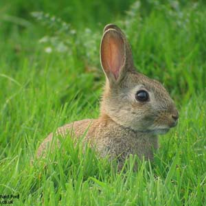 Fear for rabbits before Tet