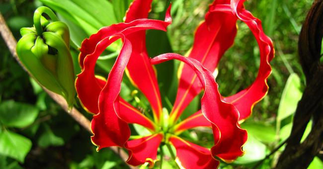 Fear of poisonous dramatic dramatic flowers in Vietnam
