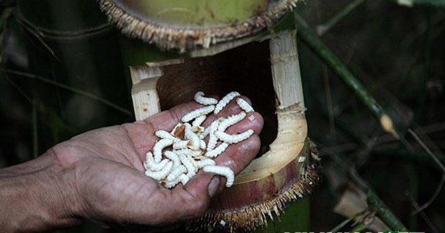 Fear of strange creatures in bamboo pipes is considered by local people as precious