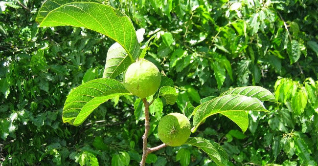 Fear of the poisonous poisonous tree of Vietnam in 7 steps
