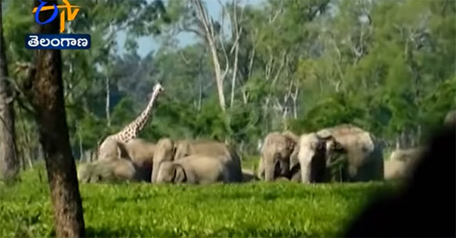 Fearing statues of giraffes, elephants giving up intent on destroying plantations