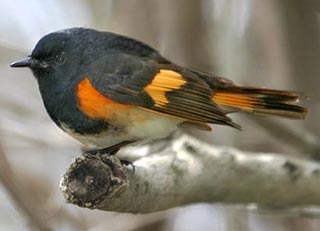 Feather changes with food