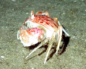 Feed commercial crabs in earthen ponds