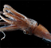 Feel the pain to help the squid increase its survival