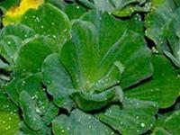 Female duckweed cure and eliminate mosquitoes