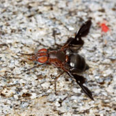 Female flies ... sperm when mating