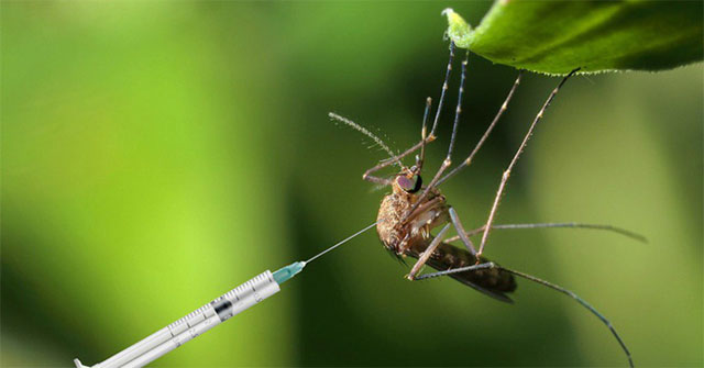 Female mosquitoes refuse to 'fall in love' with the genetically modified male mosquitoes, a failed mosquito extermination project