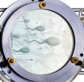 Female sperm, male eggs
