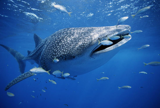 Female whale shark is a