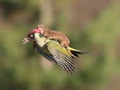 Ferrets ride birds flying - hot pictures of animals last week