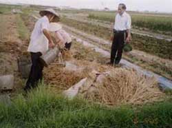 Fertilizer made from straw