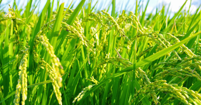 Fertilizer produced by sunlight