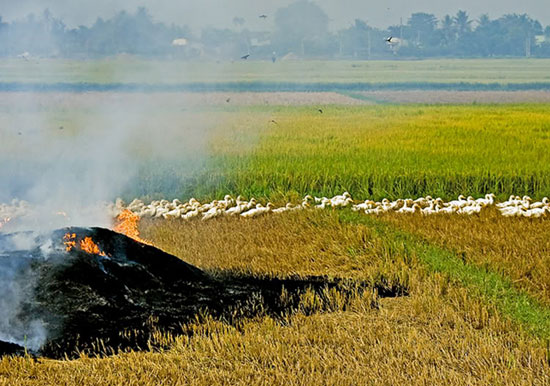 Fertilizer production from straw