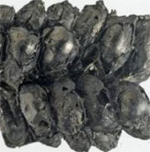 Fertilizers were used 8,000 years ago