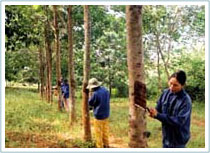 Fertilizing for rubber