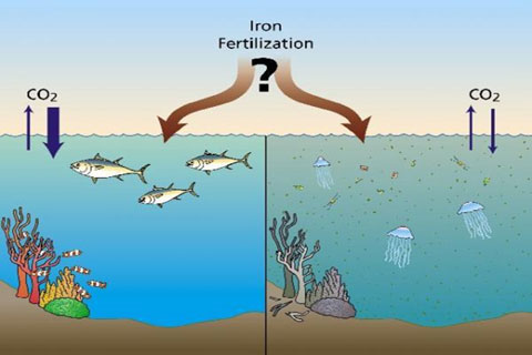 'Fertilizing' for Vietnamese sea?