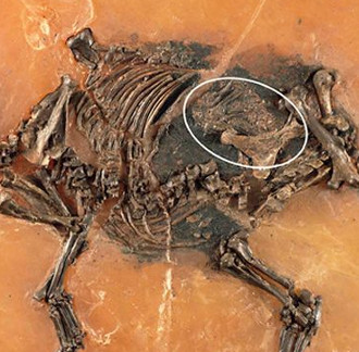 Fetal intact in fossil horses 48 million years