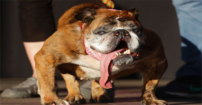 Fever in front of 'the ugliest dog in the world'
