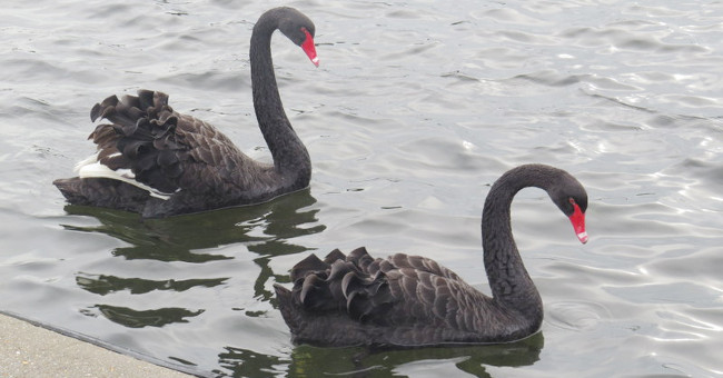 Few people know about black swans