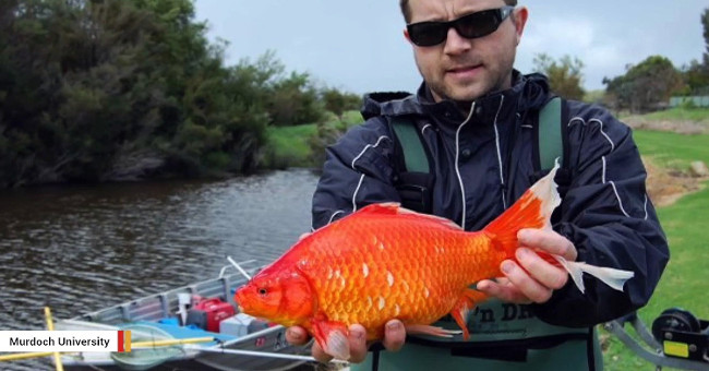 Few people know about carp