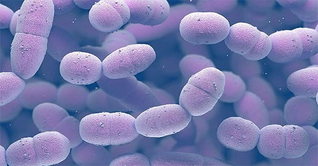 Few sexual diseases are about to turn into bacteria