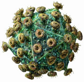 Few things know about HIV / AIDS