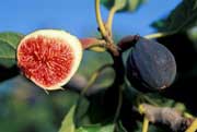 Fig - The first domesticated plant in the world