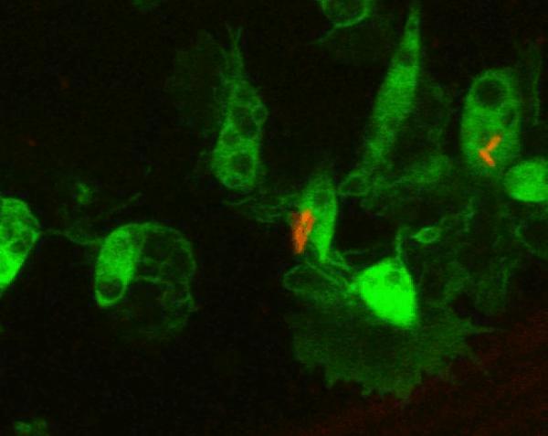 Filming bacteria attacking the host