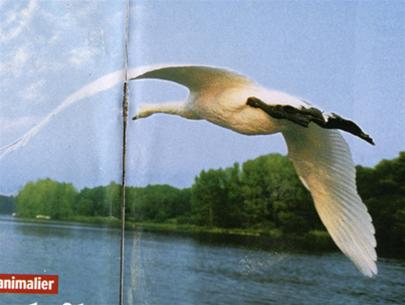 Filming the animal world