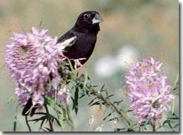 Finches like 'good wood than paint'