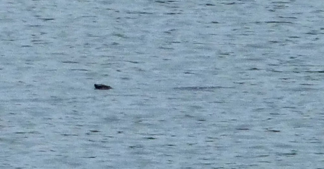Find a more individual Hoan Kiem turtle in the wild