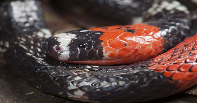 Find a new snake, but no one can find it