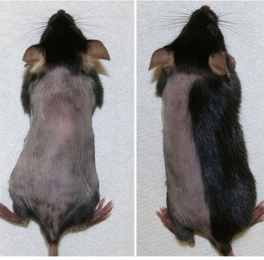 Find a potential way to cure baldness